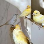 1 gele man 2025, Dieren en Toebehoren, Vogels | Kanaries