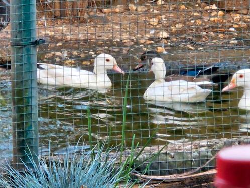 Te koop witte en wildkleur carolina eenden, Dieren en Toebehoren, Pluimvee