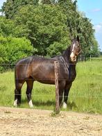 Adoptie paarden, Gechipt, Niet van toepassing, Dressuurpaard, 160 tot 165 cm