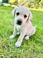Blonde labrador pups, Dieren en Toebehoren, Honden | Retrievers, Spaniëls en Waterhonden, België, Fokker | Hobbymatig, 8 tot 15 weken