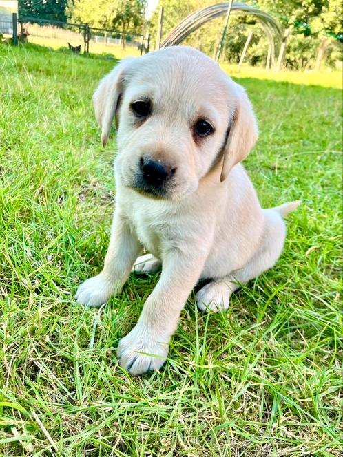 Blonde labrador pups, Dieren en Toebehoren, Honden | Retrievers, Spaniëls en Waterhonden, Meerdere dieren, Labrador retriever