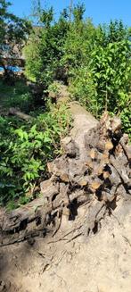 Brandhout, Tuin en Terras, Brandhout, Ophalen, Overige houtsoorten, Stammen