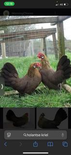 Broedeieren Hollandse kriel, Sexe inconnu, Poule ou poulet