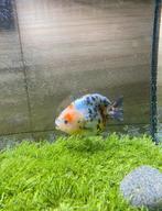 1 x Ranchu Calicow Blue base female 11 CM, Dieren en Toebehoren, Vissen | Aquariumvissen, Vis, Zoetwatervis, Schoolvis