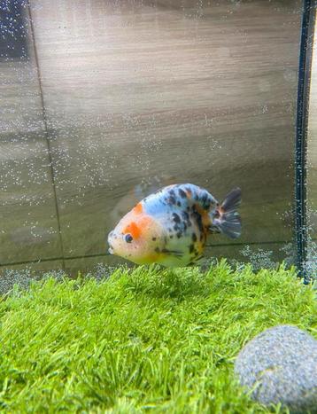 1 x Ranchu Calicow Blue base female 11 CM beschikbaar voor biedingen