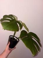 Monstrera variegata, Huis en Inrichting, Kamerplanten, Ophalen