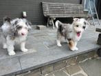 Knappe bordoodle pups (border collie x poedel), Dieren en Toebehoren, Poedel, België, CDV (hondenziekte), 8 tot 15 weken