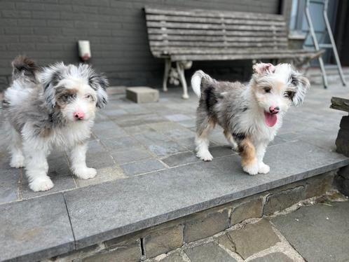 Knappe bordoodle pups (border collie x poedel), Dieren en Toebehoren, Honden | Chihuahua's en Gezelschapshonden, Meerdere dieren