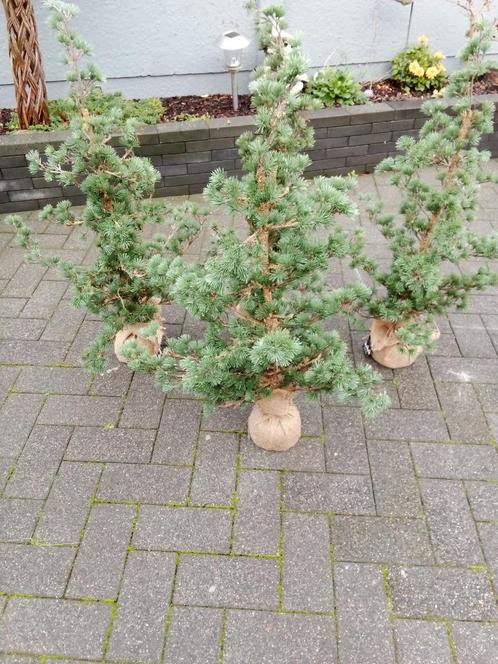 Unieke kerstboompjes, Diversen, Kerst, Zo goed als nieuw, Ophalen