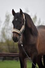 ## GEWELDIGE, super makke en prachtige PRE ruin ##, Dieren en Toebehoren, Pony's, Ruin, Gechipt, 3 tot 6 jaar