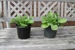 Hosta's, Tuin en Terras, Ophalen, Bloeit niet, Vaste plant, Overige soorten
