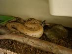 Python bronghersmai t+ albino volwassen kweekman, Dieren en Toebehoren, Slang, Tam, 3 tot 6 jaar