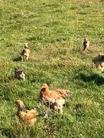 Mooie brahma’s, Dieren en Toebehoren, Meerdere dieren, Kip