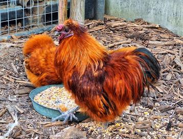 Trio Zijdehoenders kriel rood  beschikbaar voor biedingen