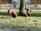 quessant ram, Dieren en Toebehoren, Schapen, Geiten en Varkens, Mannelijk, Schaap, 0 tot 2 jaar