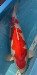 KOI - Kohaku, Karper of Koi