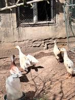 Prachtige Indische loopeend woerden, Dieren en Toebehoren, Pluimvee