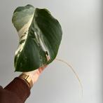Monstera variegata stek, Huis en Inrichting, Kamerplanten, Ophalen