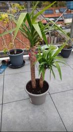 Yucca tekopp, Tuin en Terras, Planten | Tuinplanten, Ophalen, Winter
