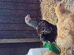 Olijflegger haantje, Dieren en Toebehoren, Pluimvee