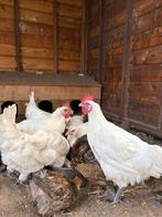 Poules de bresse hanen, Dieren en Toebehoren