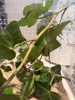 Wandelende tak baby, Wandelende tak