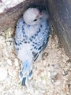 jonge grasparkiet, Dieren en Toebehoren, Parkiet