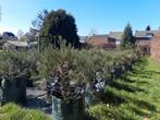 Sequoia bomen met korting, Ophalen