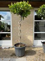 Keukenlaurier op stam te koop, Tuin en Terras, Ophalen