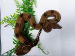 Corn Island Boa, Animaux & Accessoires, Reptiles & Amphibiens, Serpent, 0 à 2 ans