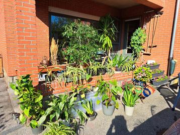 Vele kamerplanten moeten dringend weg! beschikbaar voor biedingen