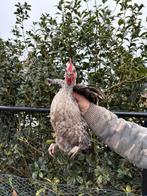 Haan, Dieren en Toebehoren