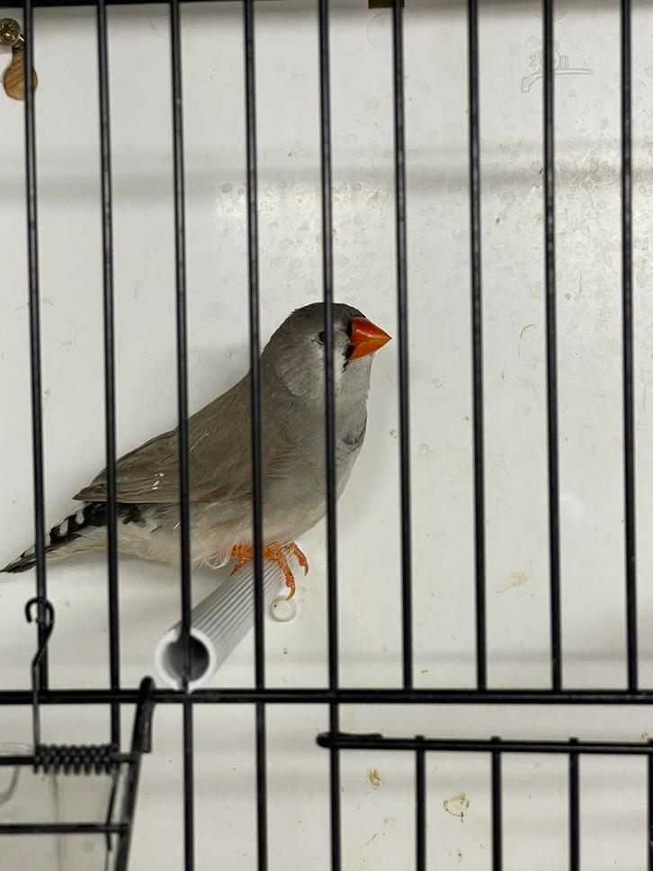 Grote xl zebravink bleekrug pop, Dieren en Toebehoren, Vogels | Overige Vogels, Tropenvogel, Vrouwelijk