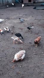 3 jonge loopeenden, Dieren en Toebehoren, Pluimvee
