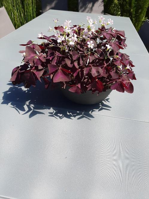 oxalis, Huis en Inrichting, Kamerplanten, Overige soorten, Minder dan 100 cm, Ophalen