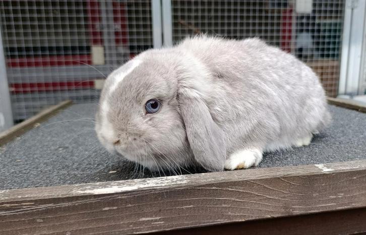 Prachtige mini minilop ram, Dieren en Toebehoren, Konijnen, Dwerg, Mannelijk, 0 tot 2 jaar, Hangoor