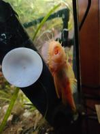 2 albino borstelneuzen, Animaux & Accessoires, Poissons | Poissons d'aquarium