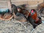 Araucana en marans, Dieren en Toebehoren