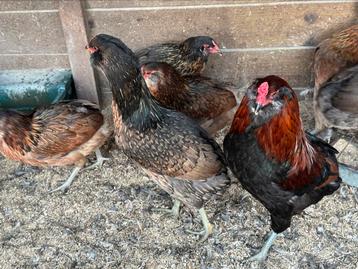Araucana en marans beschikbaar voor biedingen