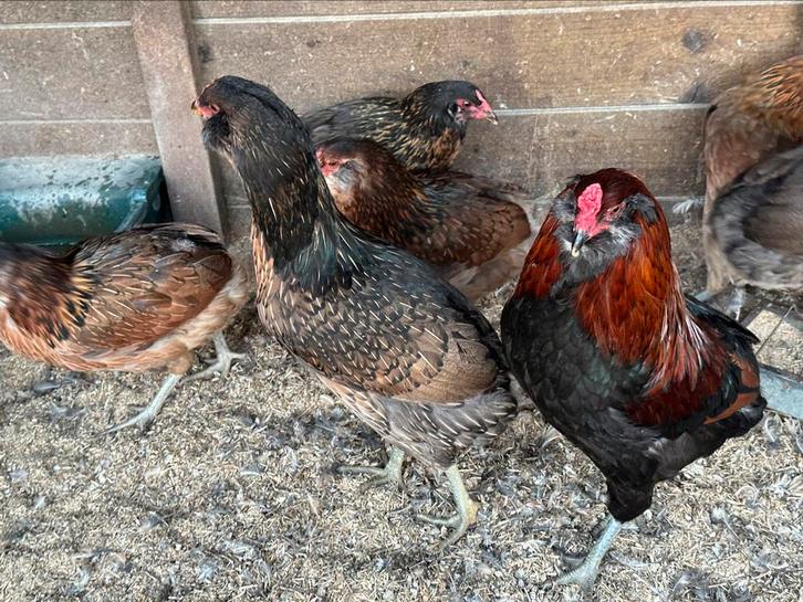 Araucana en marans, Dieren en Toebehoren, Pluimvee