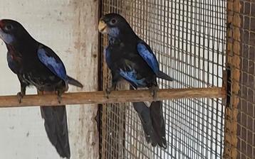 Koppel rosella's  beschikbaar voor biedingen