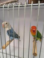 Ficheri's koppel.  D bl op/ turq dilute x groene opaline/ di, Dieren en Toebehoren, Vogels | Parkieten en Papegaaien, Meerdere dieren