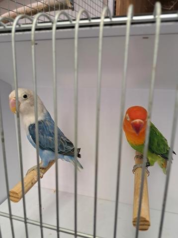 Le couple de Ficheri. La boule op/ turq diluée x opaline ver, Plusieurs animaux, Perroquet nain ou Inséparable, Bagué