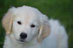 Golden retriever pups geboren in Belgie, Golden retriever, België, 8 tot 15 weken, Meerdere