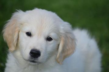 Golden retriever pups geboren in Belgie beschikbaar voor biedingen