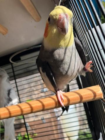 HALF TAMME VALKPARKIETEN VANAF 60 EURO/VOGEL beschikbaar voor biedingen