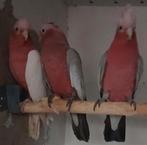 Roze Kaketoe's, Dieren en Toebehoren, Meerdere dieren, Papegaai, Geringd