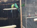 Koppel conclurry parkieten, Dieren en Toebehoren, Vogels | Parkieten en Papegaaien