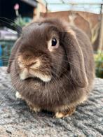 NHD Dwerg hangoor voedster BROWNIE, super lief & raszuiver, Dieren en Toebehoren, Vrouwelijk, Dwerg, Hangoor, 0 tot 2 jaar