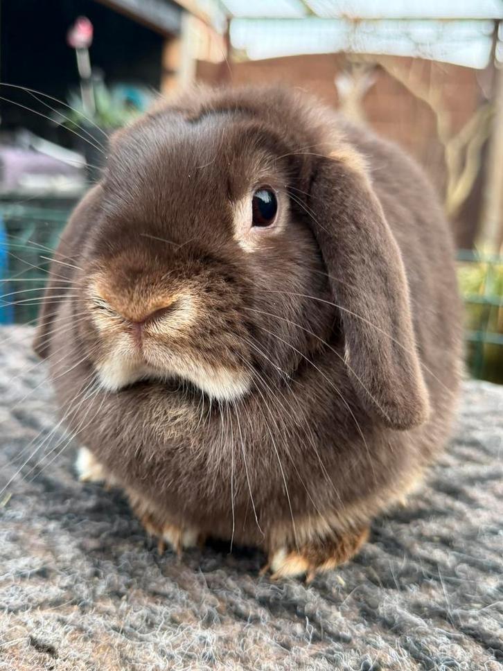 NHD Dwerg hangoor voedster BROWNIE, super lief & raszuiver, Dieren en Toebehoren, Konijnen, Dwerg, Vrouwelijk, 0 tot 2 jaar, Hangoor